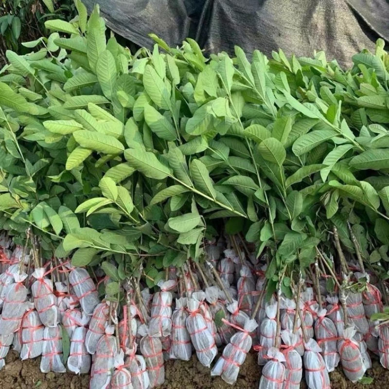 广西红心芭乐苗四季结果番石榴红心土根苗树苗一年嫁接苗