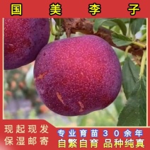 国美李子苗品种纯真基地直发成活率高提供种植技术