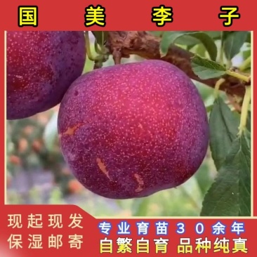 国美李子苗品种纯真基地直发成活率高提供种植技术