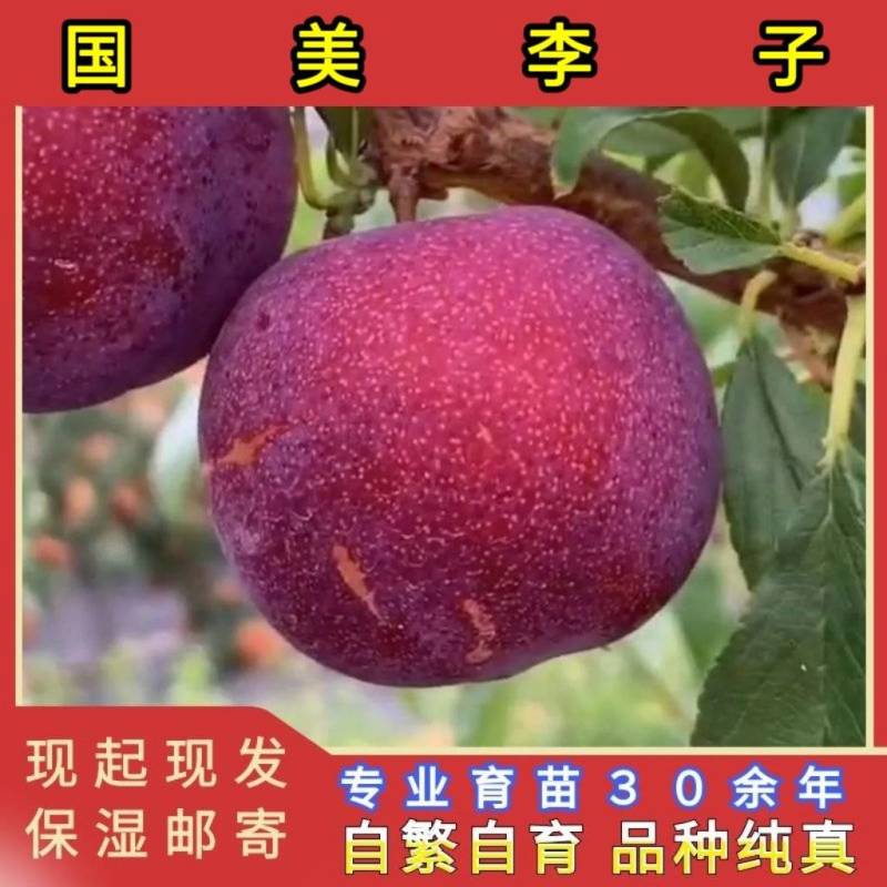 国美李子苗品种纯真基地直发成活率高提供种植技术