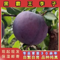 黑霸王李子苗（黑巨王李子苗）品种纯真基地直发成活率高