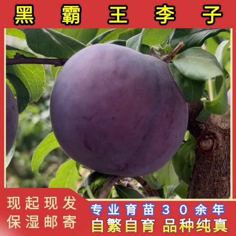 黑霸王李子苗（黑巨王李子苗）品种纯真基地直发成活率高