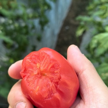 普罗旺斯