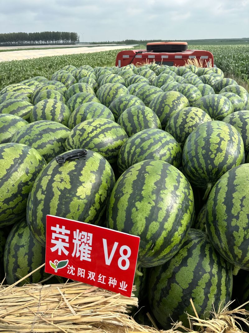 《上新》陕西本地甜王西瓜皮薄肉厚瓤口双红对接全国市场商超