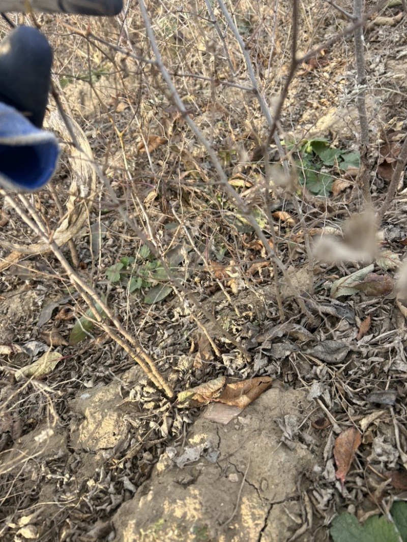 酸枣苗各种规格成活率高提供技术支持包邮批发都可以