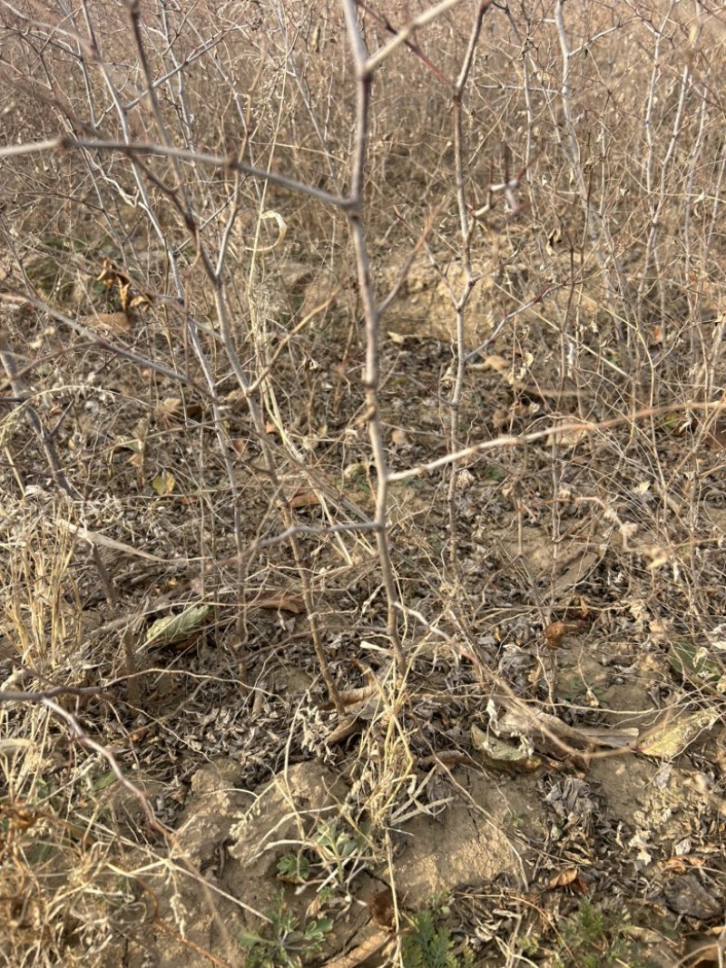 酸枣苗各种规格成活率高提供技术支持包邮批发都可以