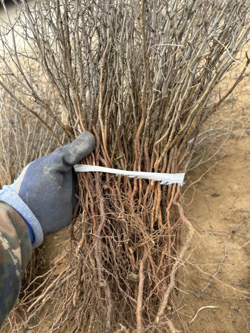 酸枣苗各种规格成活率高提供技术支持包邮批发都可以
