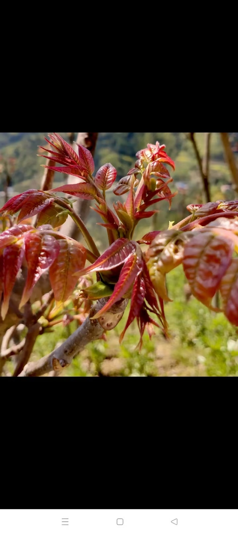 四川达州大竹精品现摘嫩芽正宗红油香椿芽头茬新鲜