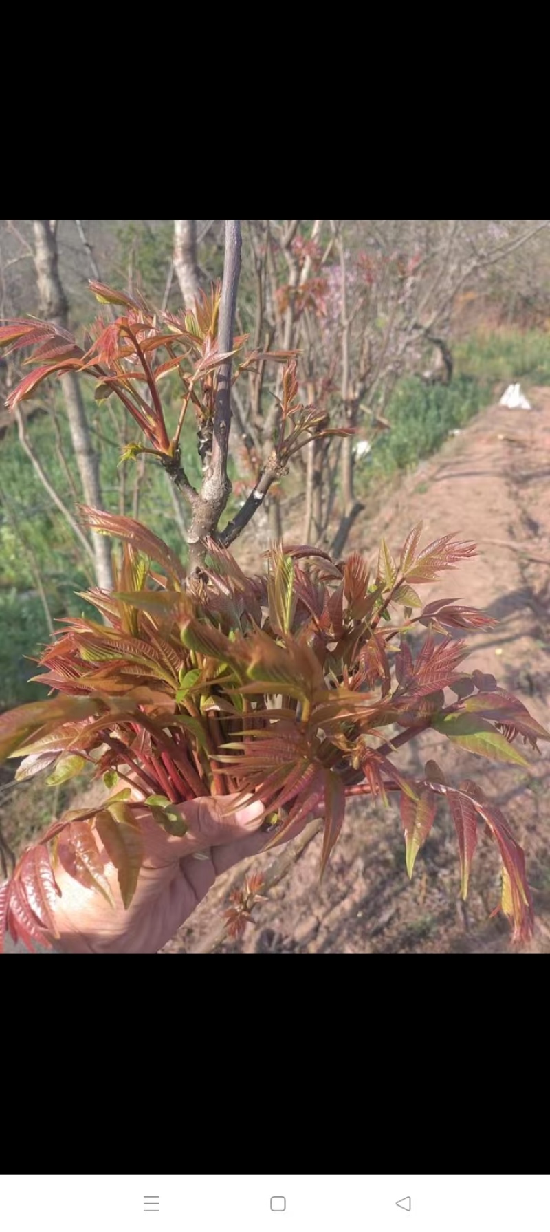 四川达州大竹精品现摘嫩芽正宗红油香椿芽头茬新鲜