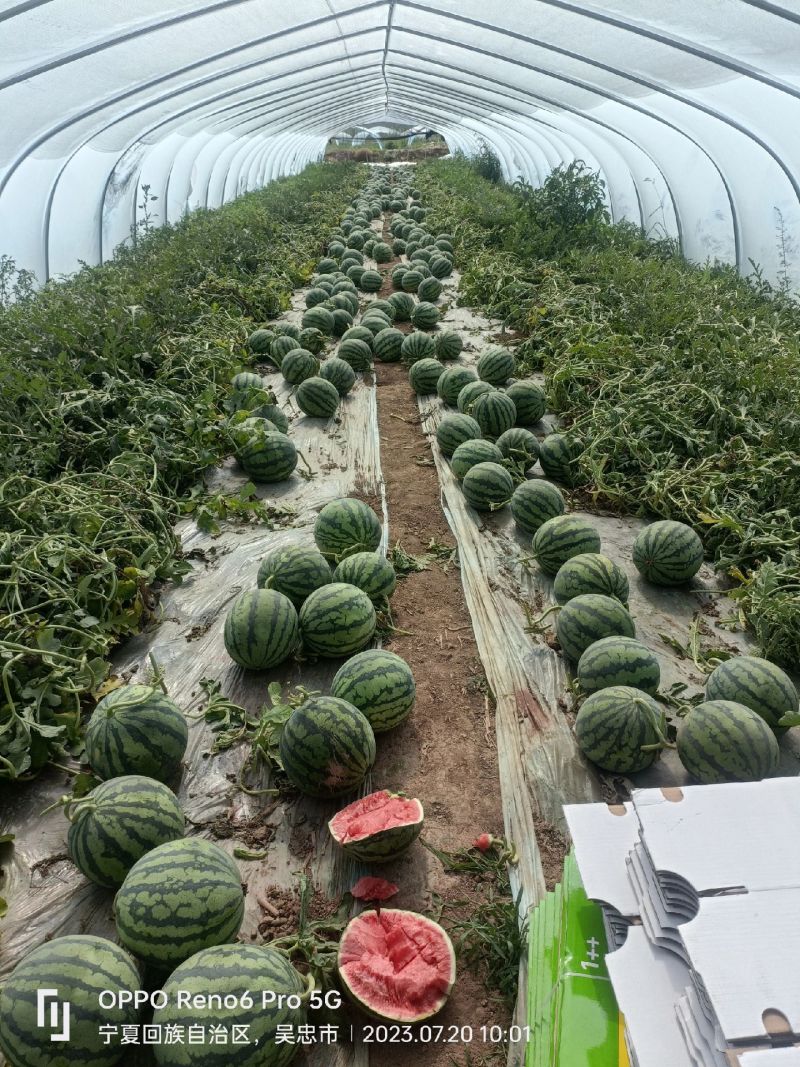 陕西西瓜，甜王，4k，幕田家宝等大量供应，对接全国市场商