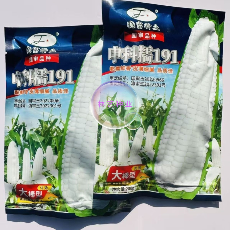 申科糯191大棒型白糯玉米种子皮薄细腻软糯香黏春播苞谷种
