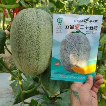 西州密25号哈密瓜苗白皮白网大果抗裂抗病毒抗黄叶