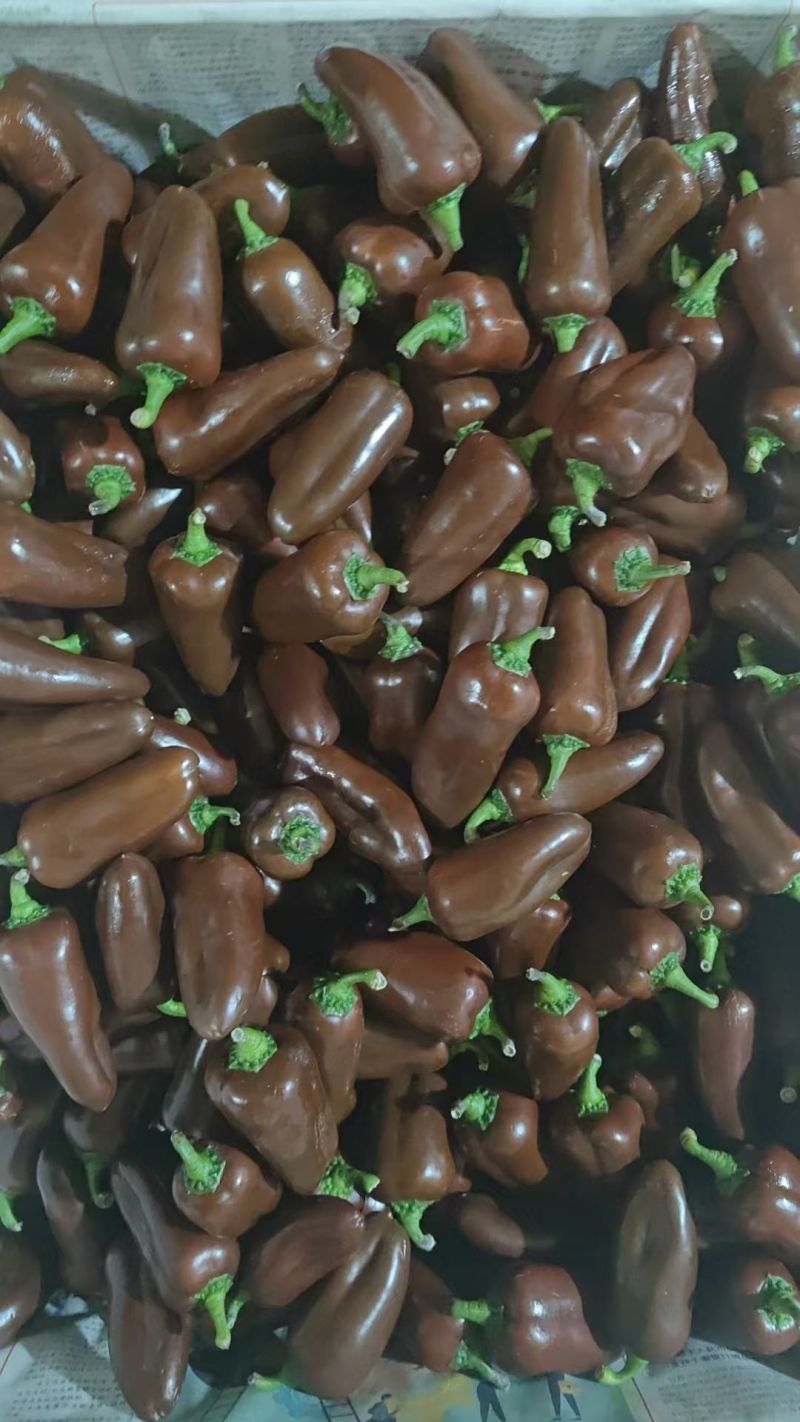 水果椒QQ椒迷你椒水果小甜椒VC椒