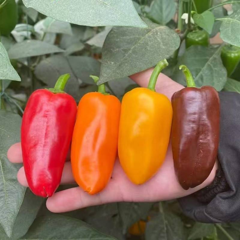 水果椒QQ椒迷你椒水果小甜椒VC椒