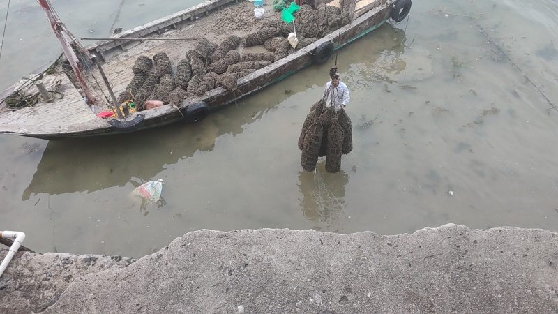 湛江遂溪珍珠螺