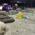 湛江遂溪珍珠螺