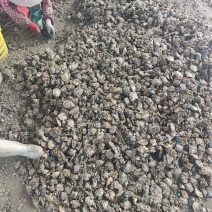 湛江遂溪珍珠螺