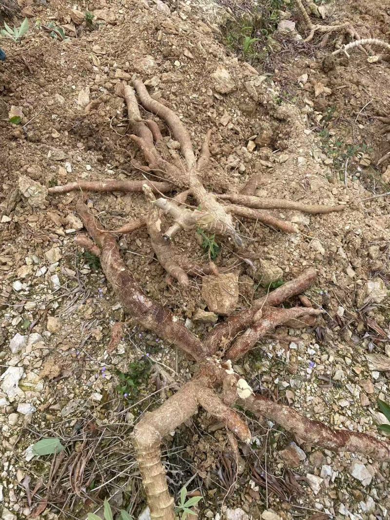 广西精选木薯基地直供一手货源质量保证对接商超市场