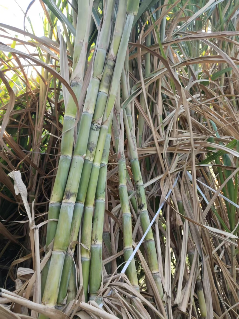 黄皮、青皮、黑皮甘蔗种茎苗