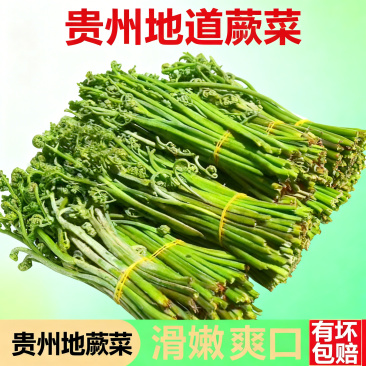 贵州蕨菜野生正味