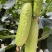 翠润白玉黄瓜种子黄白色短棒黄瓜种子清香脆甜薄皮水果黄瓜种
