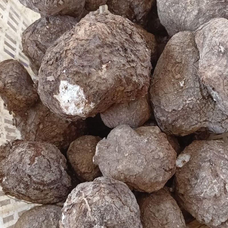 云南松树茯苓新鲜茯苓