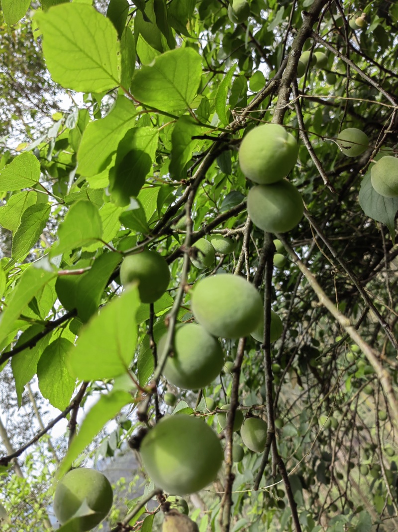 青梅准备预售，有需要的请联系