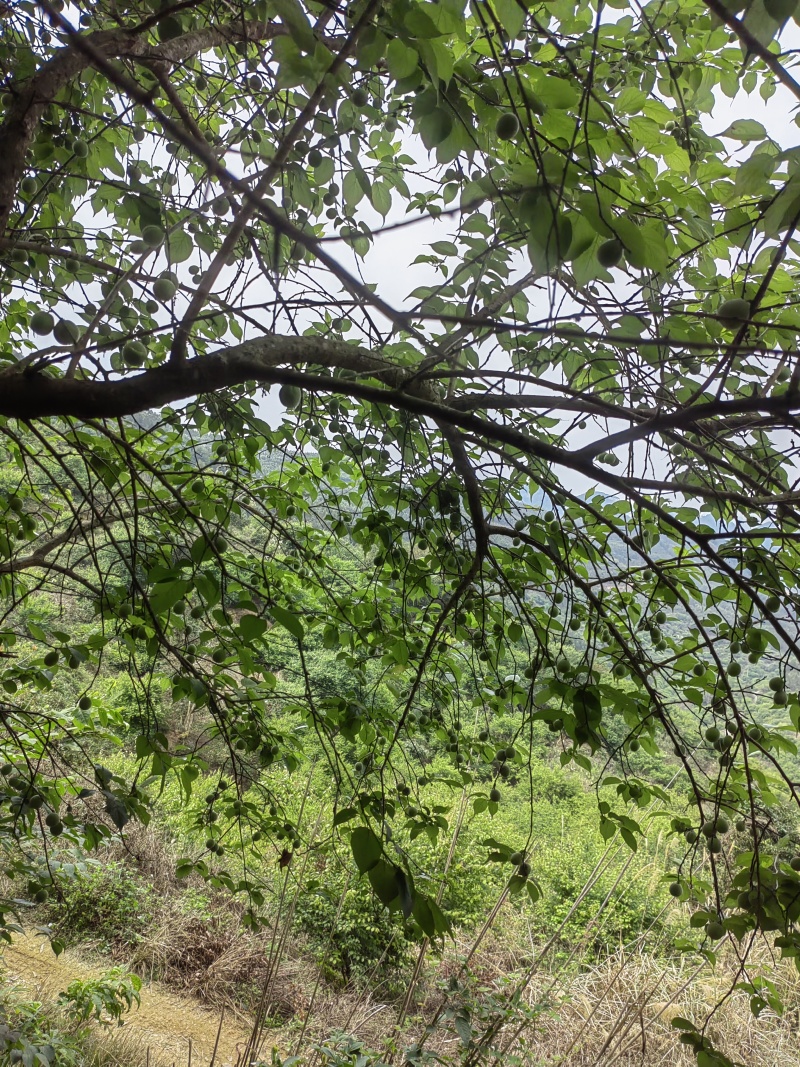 青梅准备预售，有需要的请联系