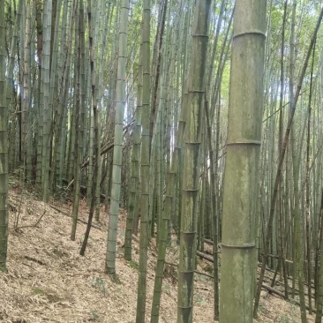 出售3年以上老楠竹量大从优联系***********