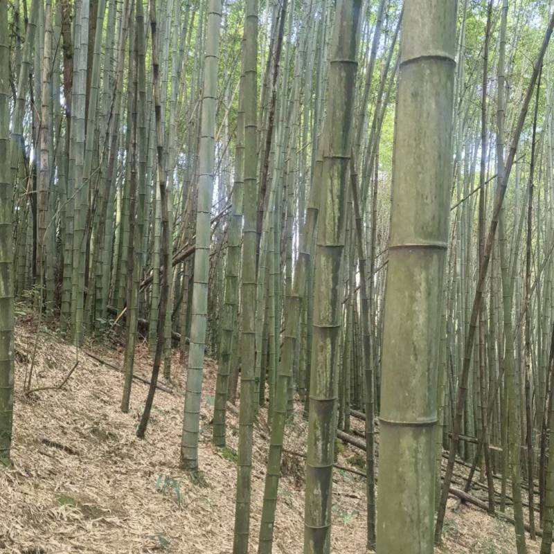 出售3年以上老楠竹量大从优联系***********
