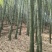 出售3年以上老楠竹量大从优联系***********
