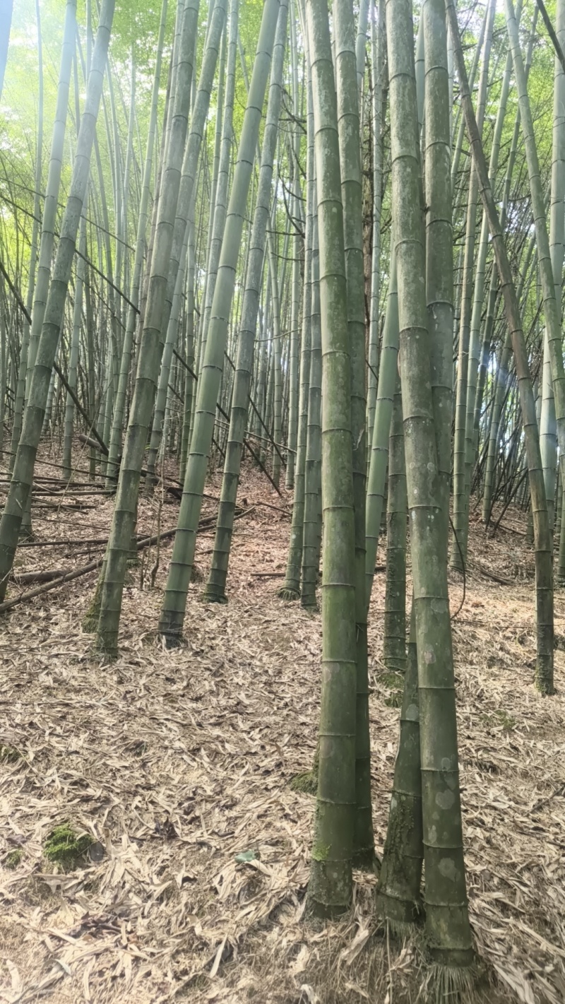 出售3年以上老楠竹量大从优联系***********
