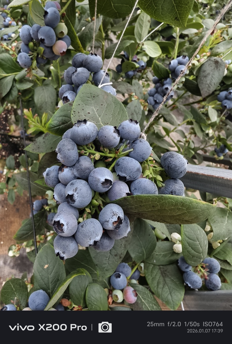 云南高原花香蓝莓