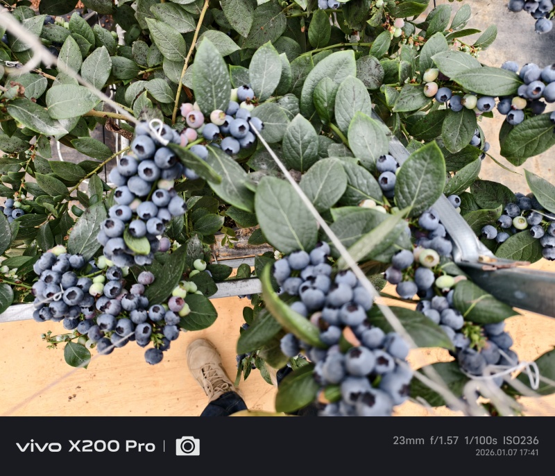 云南高原花香蓝莓