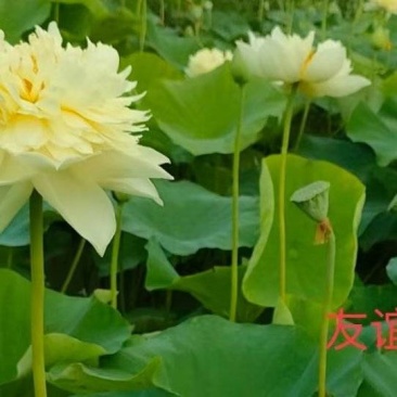荷花种植及销售