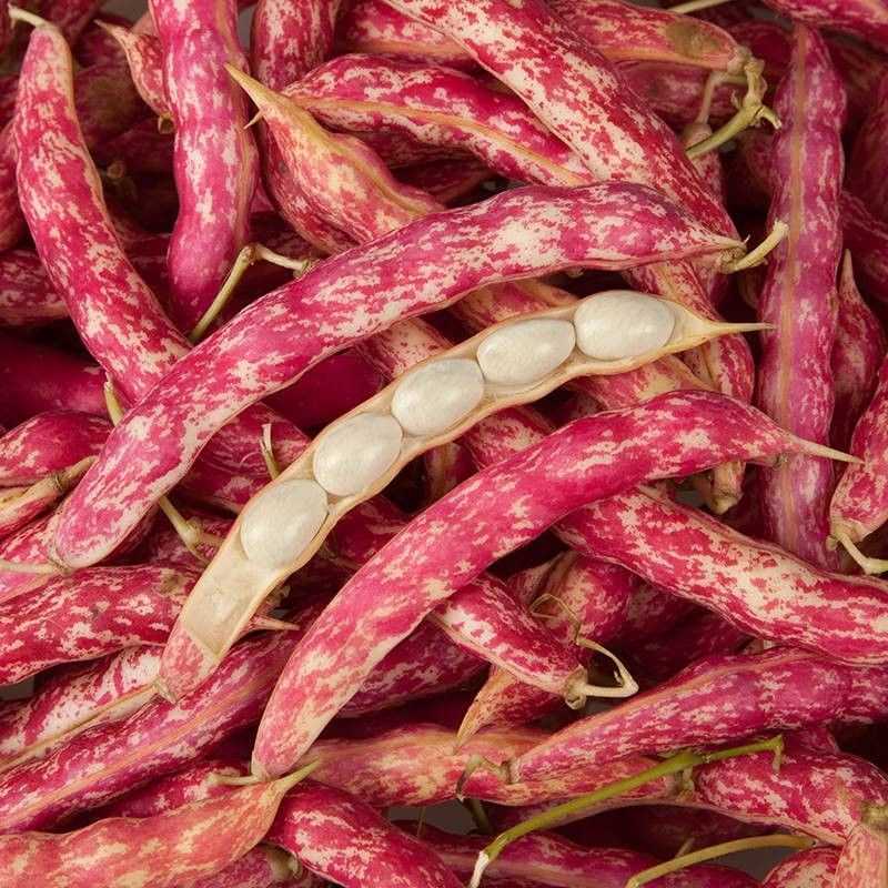 种盈红冠一号早熟红金钩豆角种子蔓生圆角肉厚肉质细腻春秋季