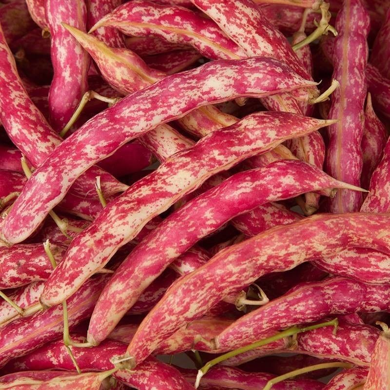种盈红冠一号早熟红金钩豆角种子蔓生圆角肉厚肉质细腻春秋季