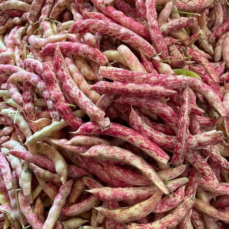 种盈红冠一号早熟红金钩豆角种子蔓生圆角肉厚肉质细腻春秋季