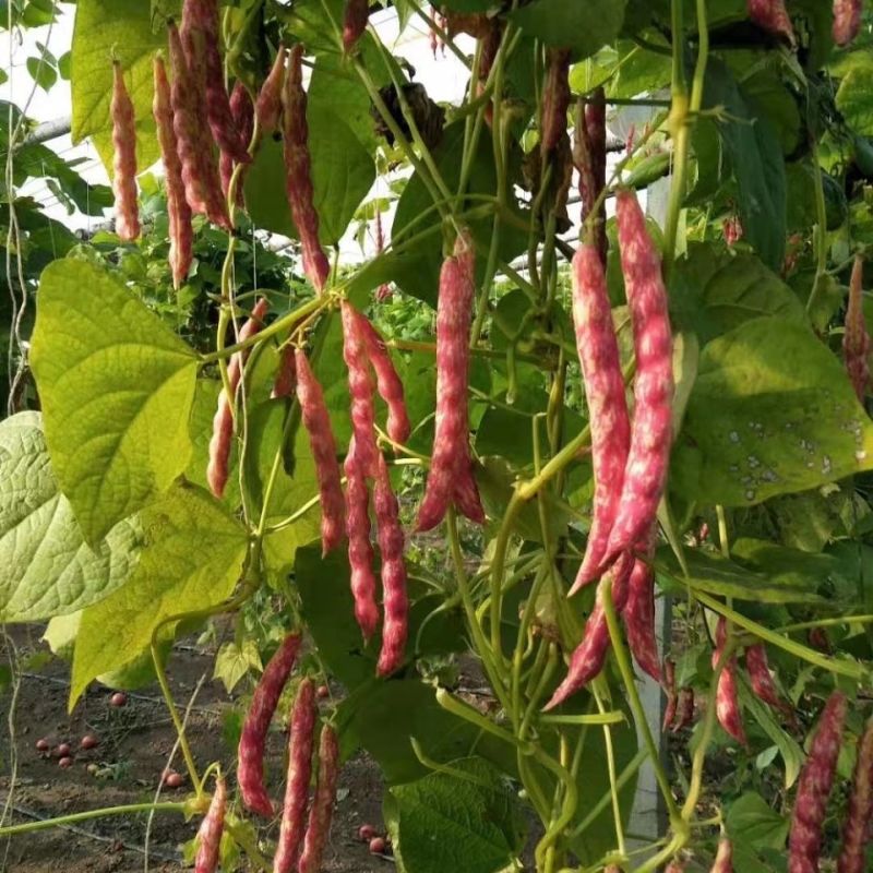 种盈红冠一号早熟红金钩豆角种子蔓生圆角肉厚肉质细腻春秋季