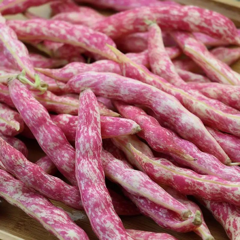 种盈红冠一号早熟红金钩豆角种子蔓生圆角肉厚肉质细腻春秋季