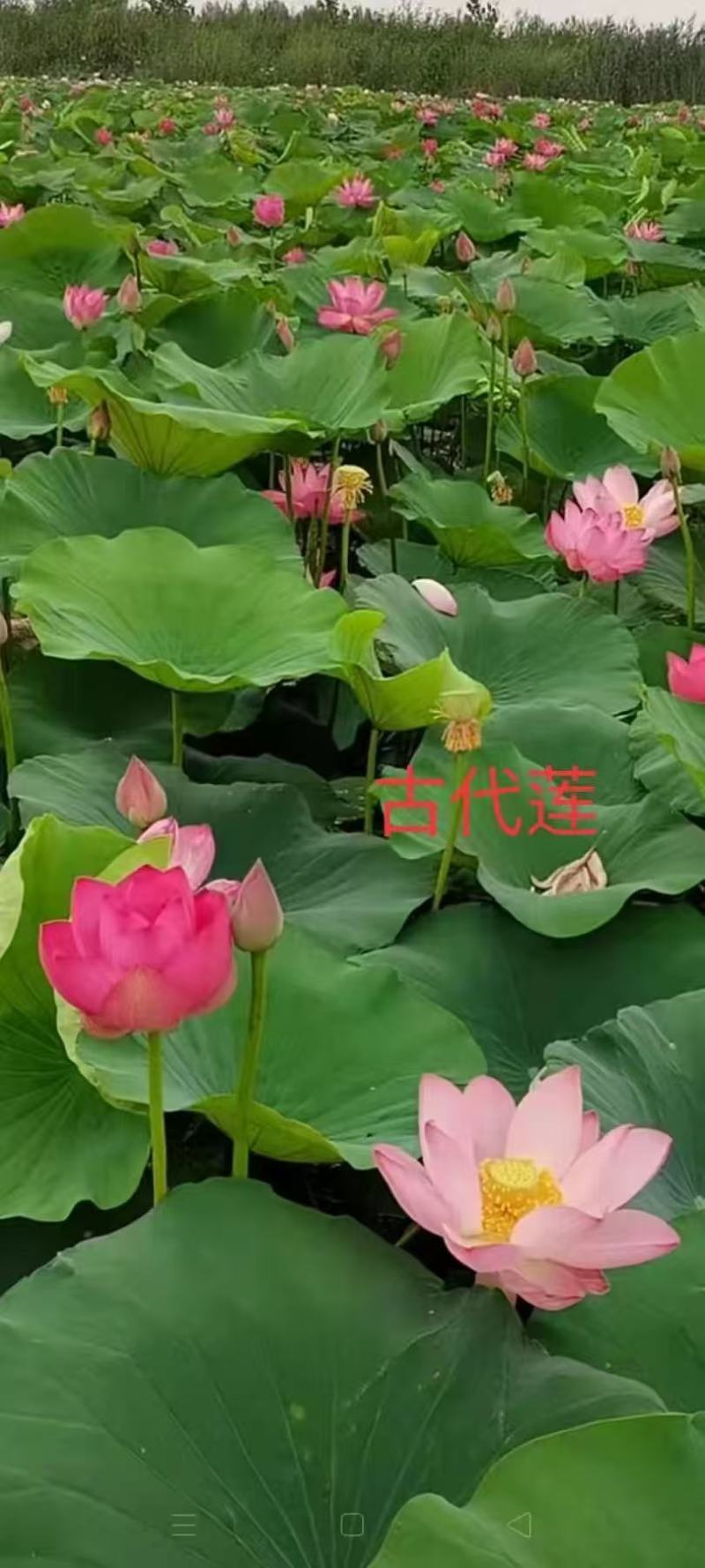 荷花种植及销售