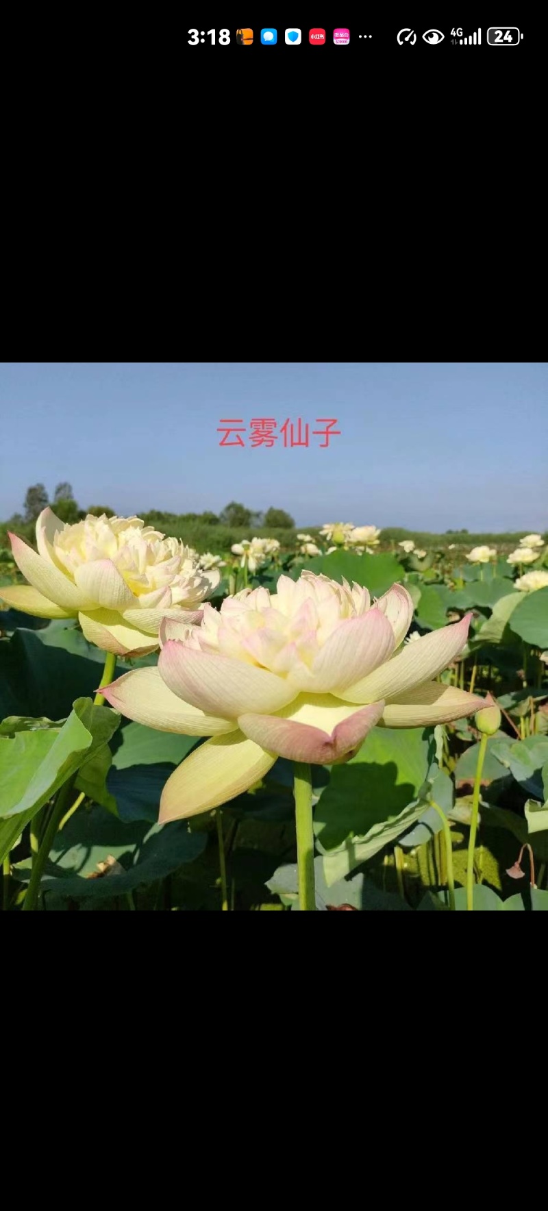 荷花种植及销售