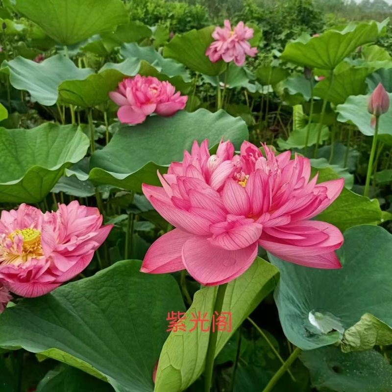 荷花种植及销售