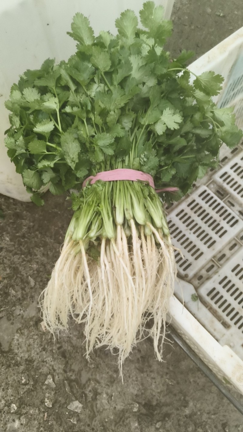 香菜