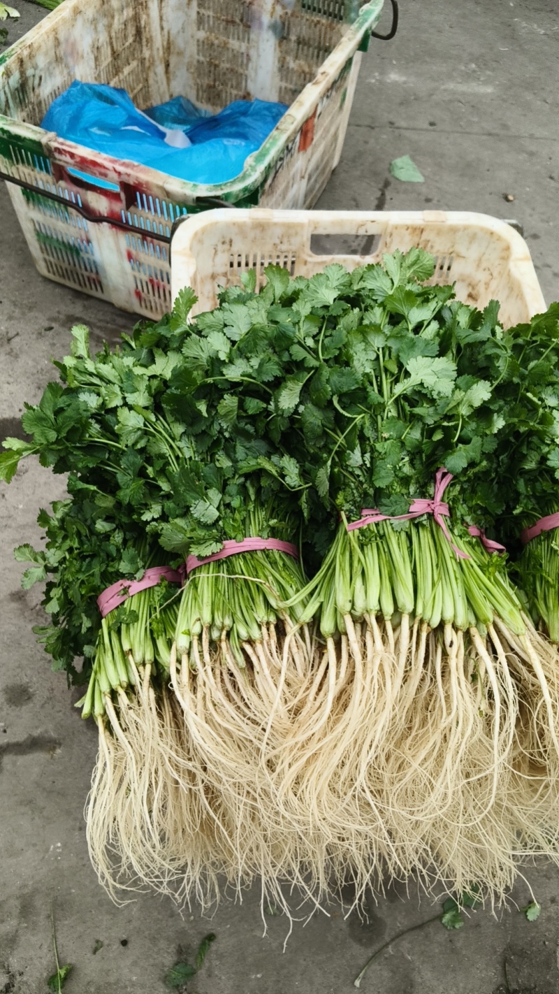 香菜