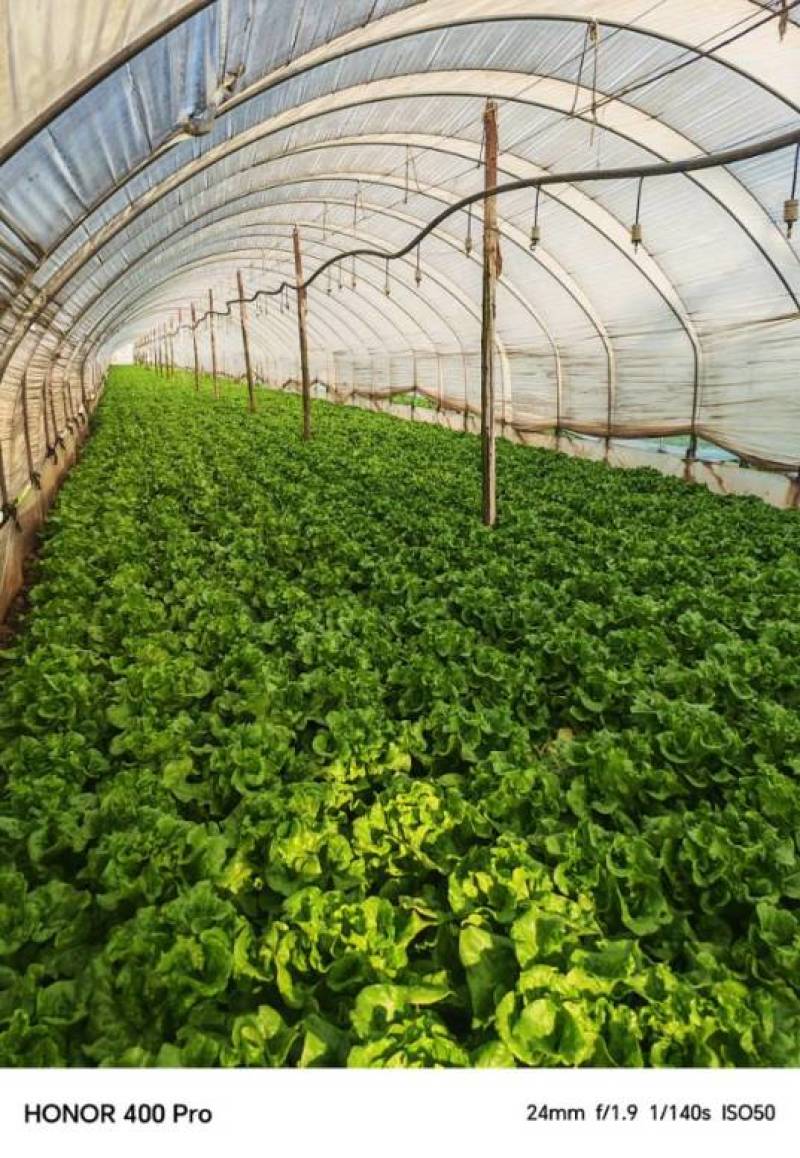 精品黄白菜产地一手货源全国发货量大价优欢迎随时联系