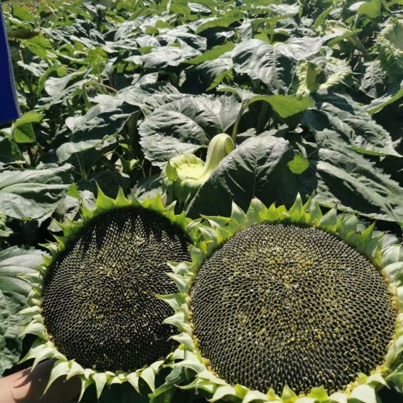 晋葵10号食葵种子籽粒饱满大粒香味浓向日葵盆栽四季播