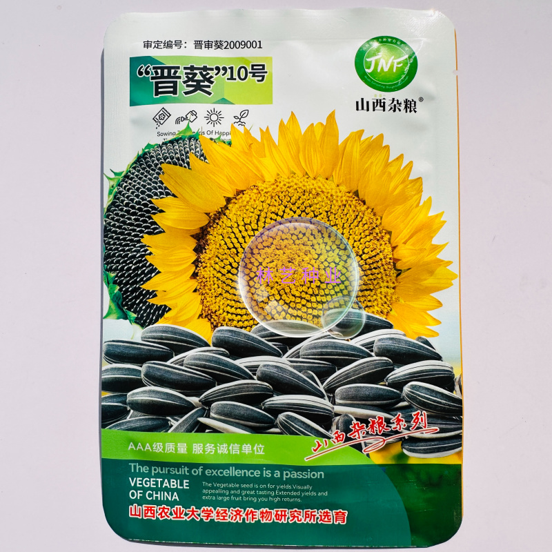 晋葵10号食葵种子籽粒饱满大粒香味浓向日葵盆栽四季播