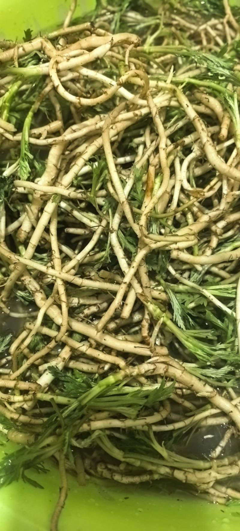 纯野生芦蒿根