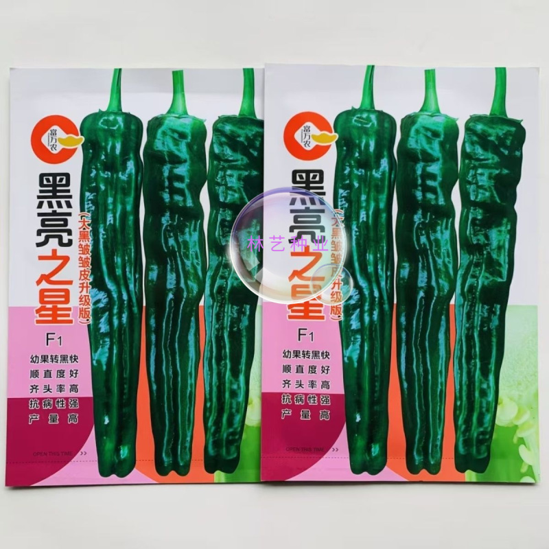 黑亮之星高端早中熟大果邹皮椒种子一代杂交转黑快亮度高皮薄